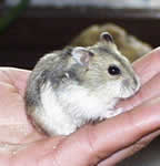 džungarský škrečok