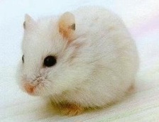 White Hamster