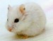 White Hamster
